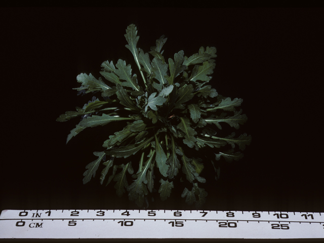 Gaillardia aristata (Common gaillardia) #20387