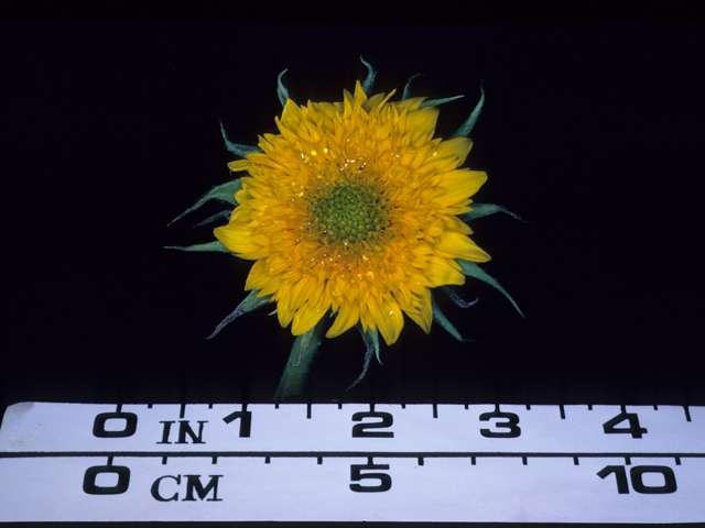 Helianthus annuus (Common sunflower) #20407
