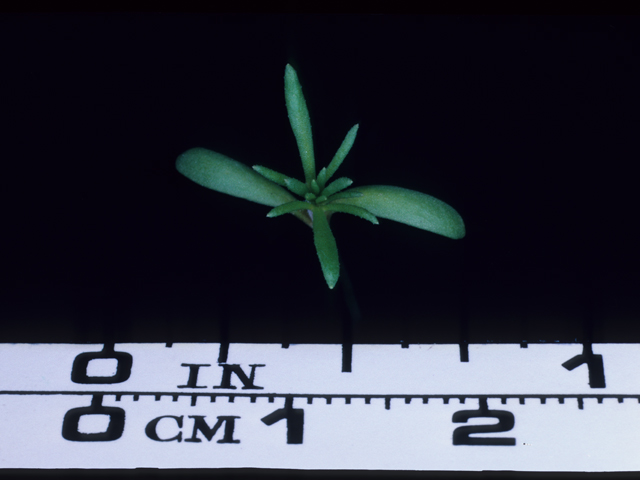 Leptosiphon grandiflorus (Largeflower linanthus) #20588