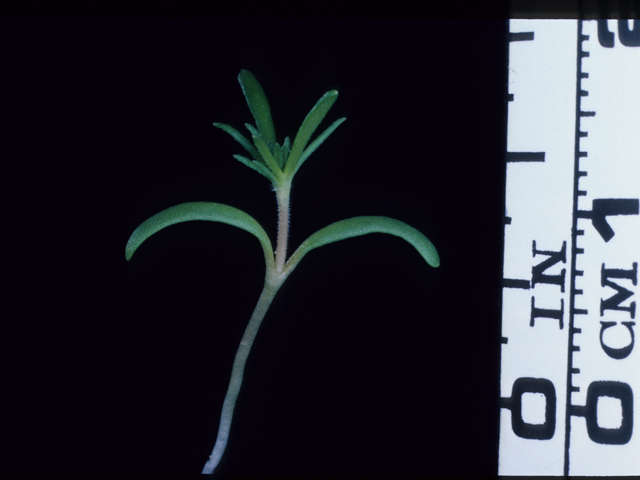 Leptosiphon grandiflorus (Largeflower linanthus) #20589