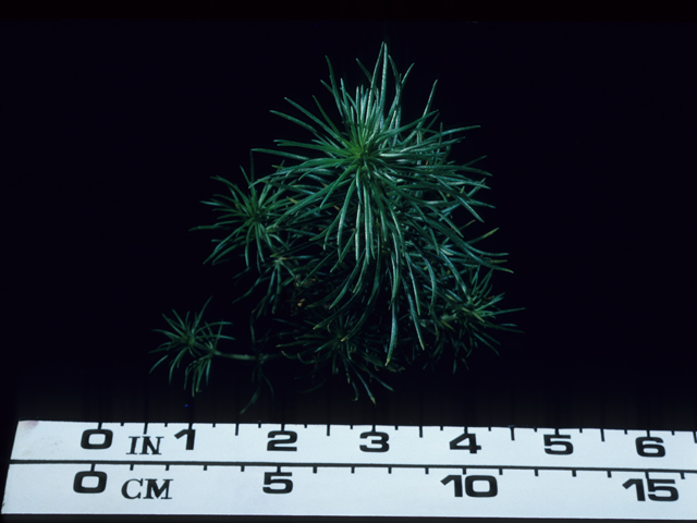 Leptosiphon grandiflorus (Largeflower linanthus) #20590