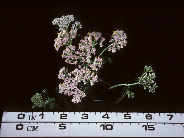 Achillea millefolium (Common yarrow) #20417