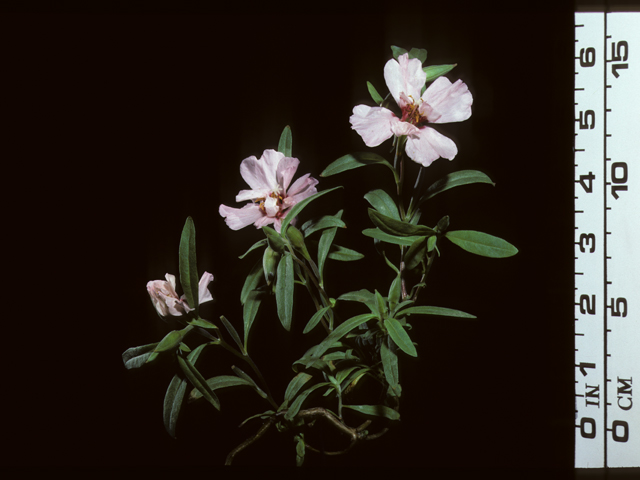 Clarkia amoena (Farewell to spring) #20427