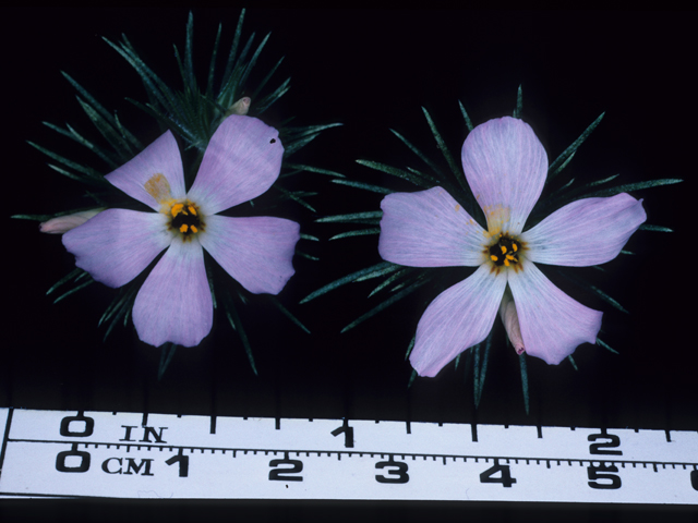 Leptosiphon grandiflorus (Largeflower linanthus) #20665