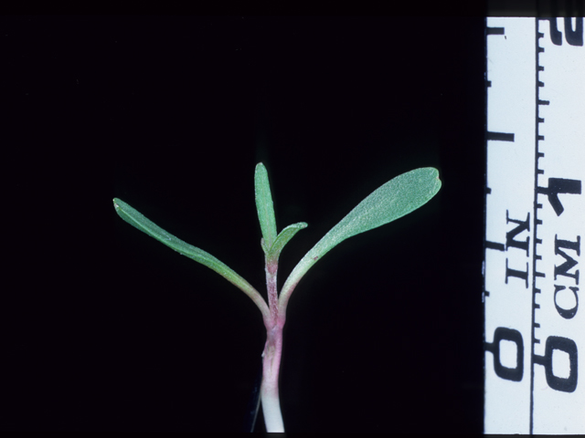 Vernonia lindheimeri (Woolly ironweed) #20697