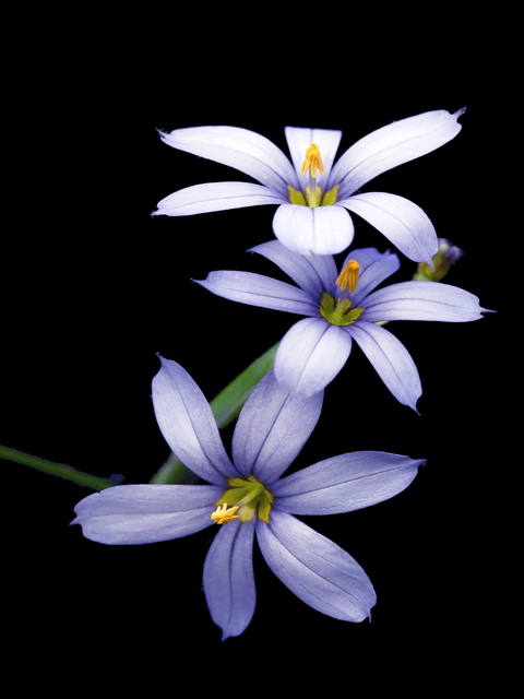 Sisyrinchium angustifolium (Narrowleaf blue-eyed grass) #26199