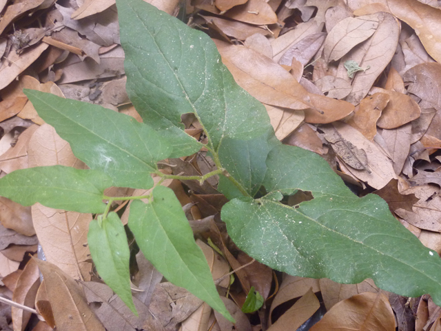 Aristolochia serpentaria (Virginia snakeroot) #27369