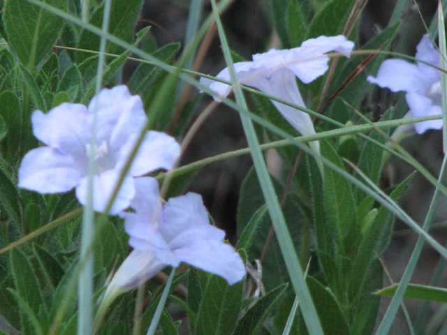Ruellia humilis (Prairie petunia) #26513