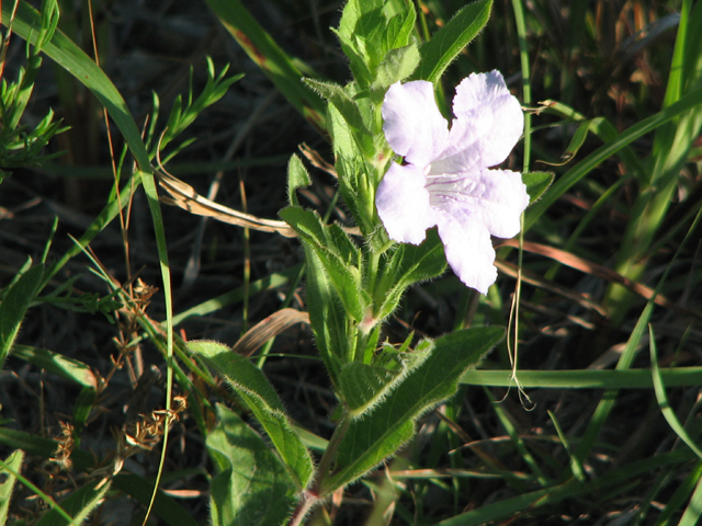 Ruellia humilis (Prairie petunia) #26514