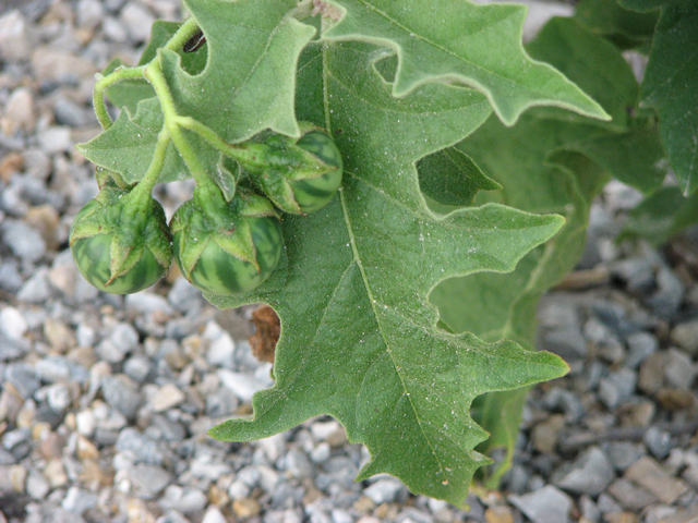 Solanum dimidiatum (Western horsenettle) #26523