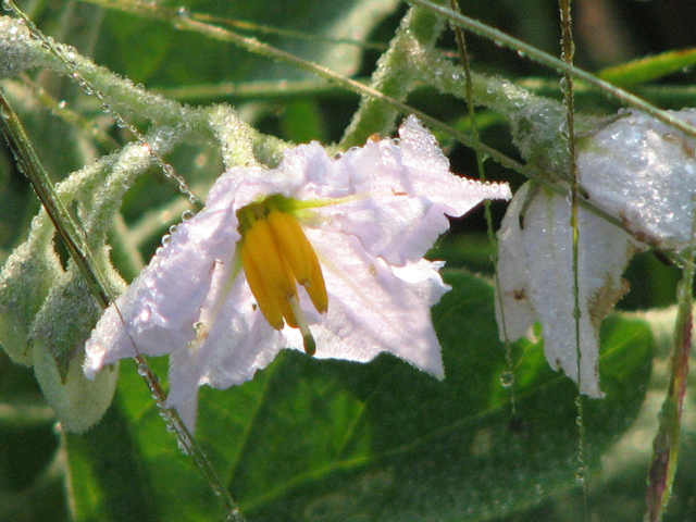 Solanum dimidiatum (Western horsenettle) #26533