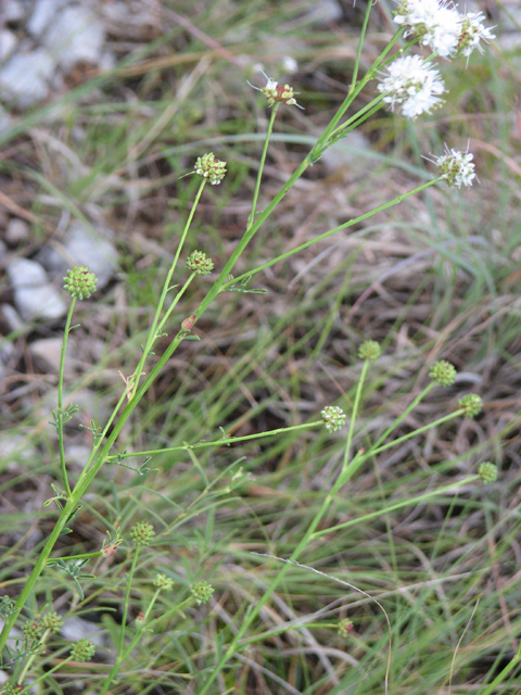 Dalea multiflora (Roundhead prairie clover) #26534