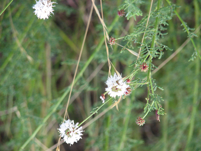 Dalea multiflora (Roundhead prairie clover) #26537