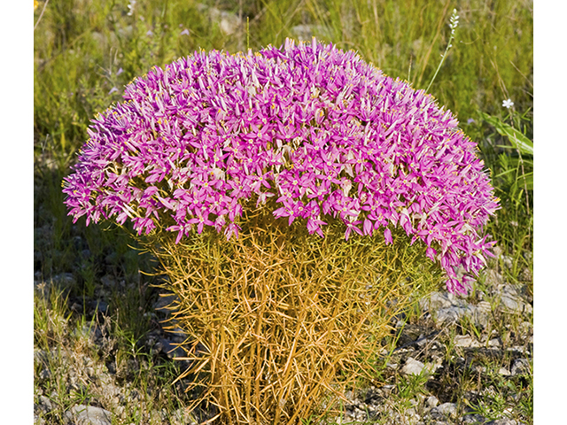 Centaurium beyrichii (Mountain pink) #26733
