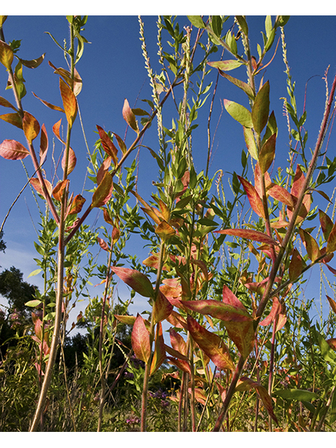 Oenothera curtiflora (Velvetweed) #26792