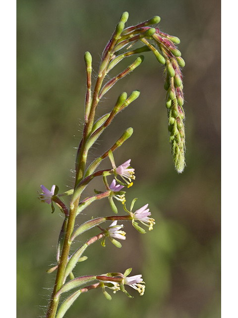 Oenothera curtiflora (Velvetweed) #26793
