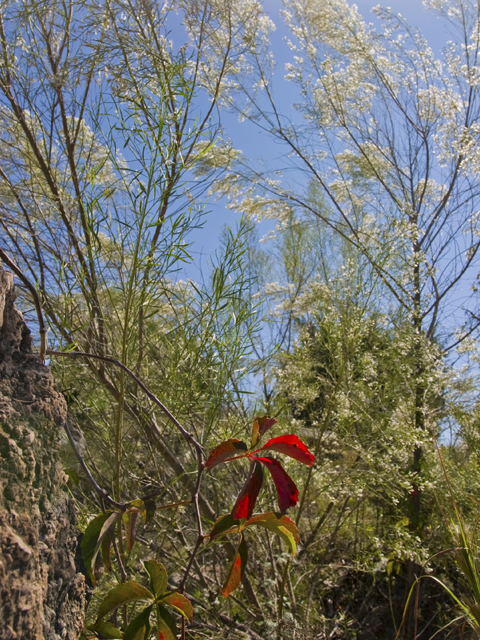 Parthenocissus quinquefolia (Virginia creeper) #27652