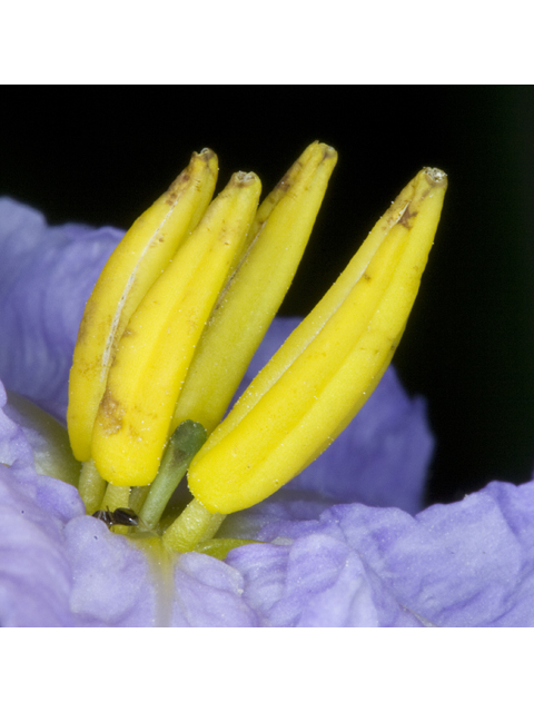 Solanum dimidiatum (Western horsenettle) #27685