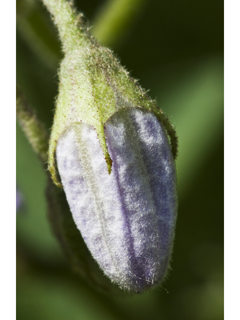 Solanum dimidiatum (Western horsenettle) #27686