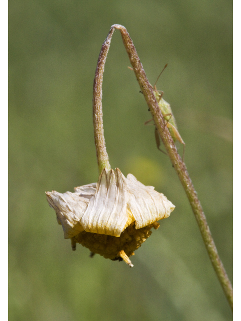 Tetraneuris linearifolia (Fineleaf fournerved daisy) #27696