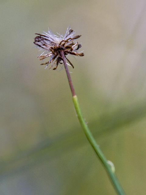 Thelesperma simplicifolium (Slender greenthread) #27701