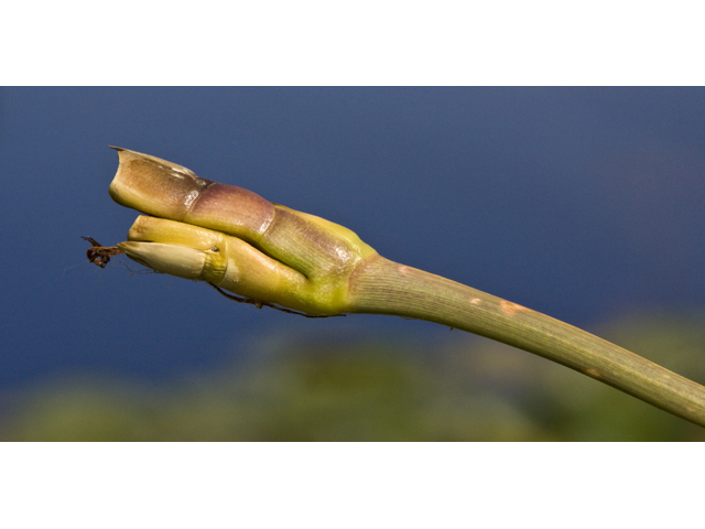 Tripsacum dactyloides (Eastern gamagrass) #27708