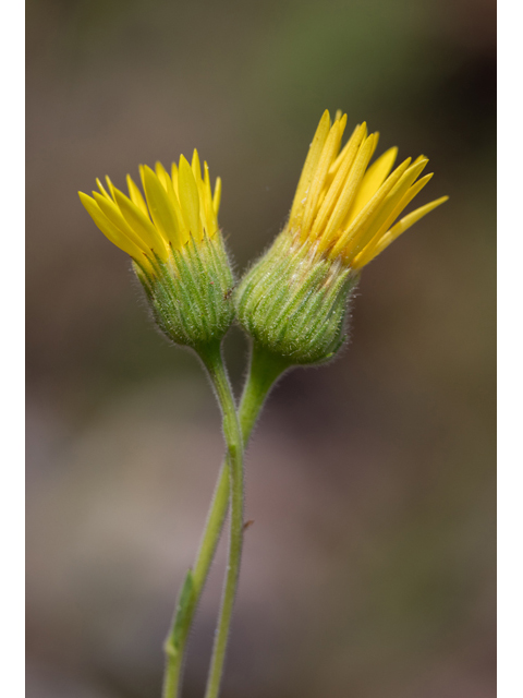 Chrysopsis pilosa (Soft goldenaster) #59264