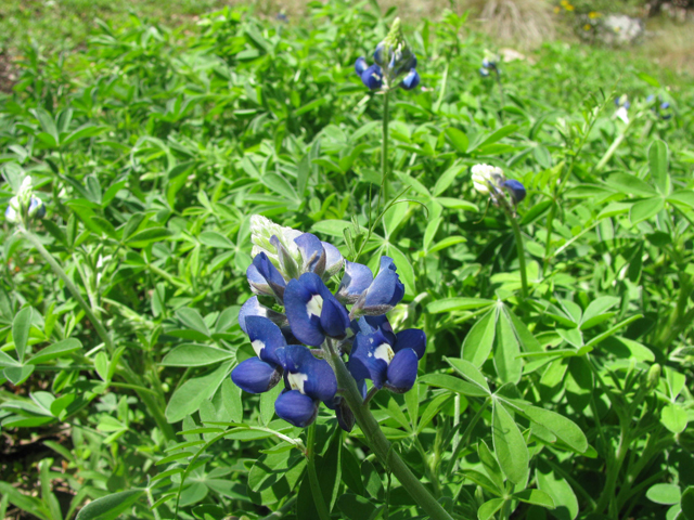 Lupinus texensis (Texas bluebonnet) #28635