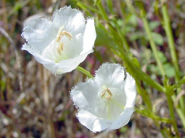 Agalinis heterophylla (Prairie agalinis) #19420