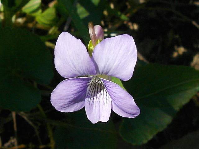 Viola affinis (Sand violet) #19451