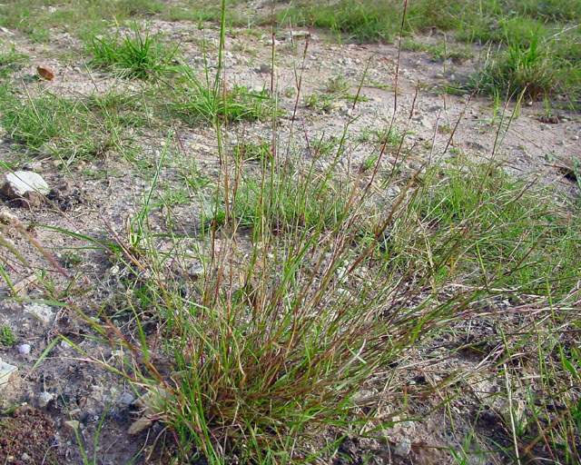 Sporobolus vaginiflorus (Poverty dropseed) #16888