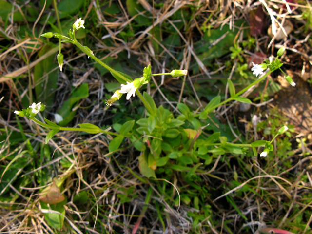 Cerastium brachypodum (Short-stalk chickweed) #27604