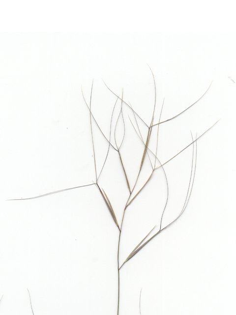 Aristida oligantha (Prairie threeawn) #28104