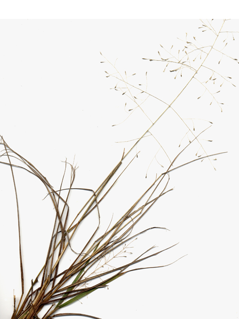 Eragrostis intermedia (Plains lovegrass) #28112