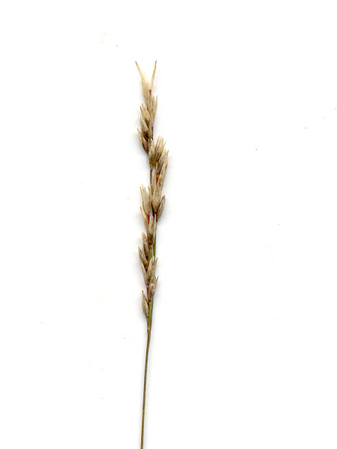 Sporobolus vaginiflorus (Poverty dropseed) #28116