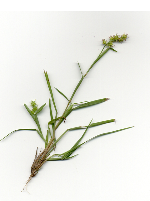 Cenchrus spinifex (Grass bur) #28148