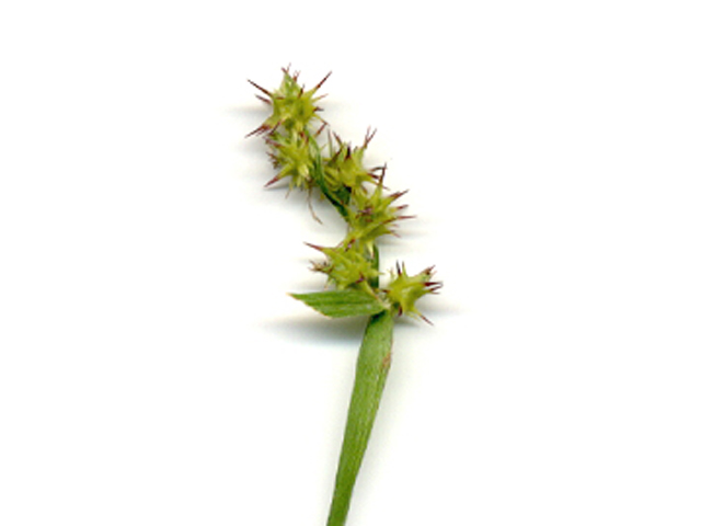 Cenchrus spinifex (Grass bur) #28149