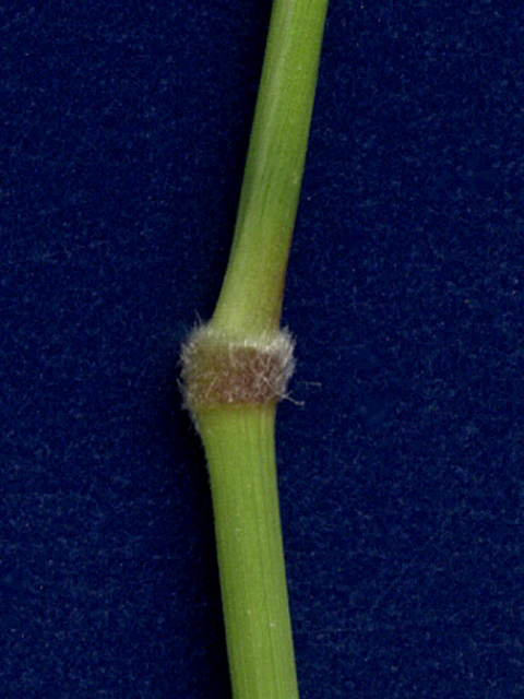 Nassella leucotricha (Texas wintergrass) #28168