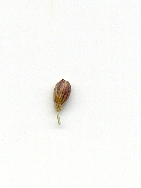 Panicum obtusum (Vine mesquite) #28183