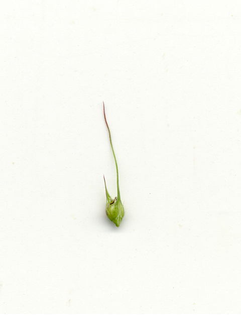 Echinochloa muricata (American barnyard grass) #90066