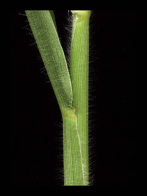 Urochloa fusca (Browntop signalgrass) #90069