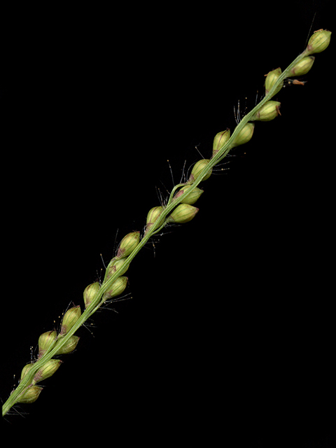 Urochloa fusca (Browntop signalgrass) #90071