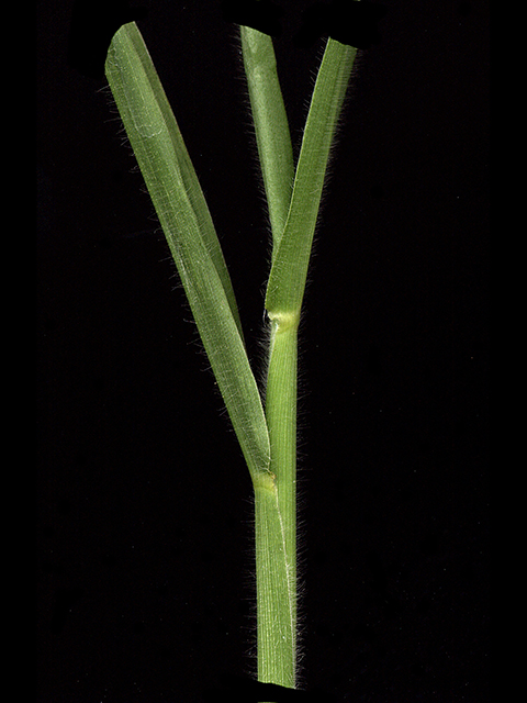 Urochloa fusca (Browntop signalgrass) #90076
