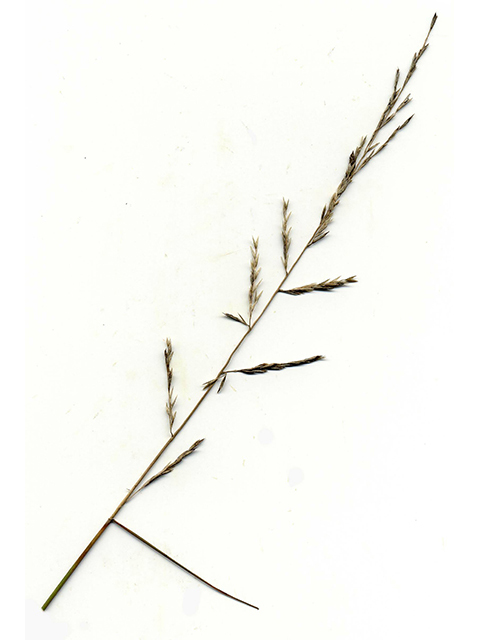Tridens buckleyanus (Buckley's fluffgrass) #90080