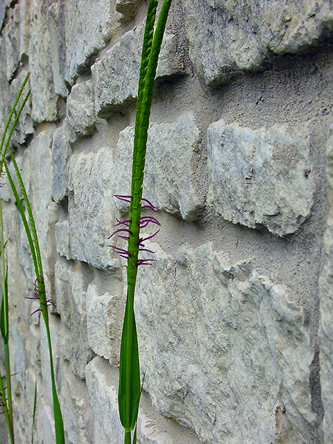 Tripsacum dactyloides (Eastern gamagrass) #90108