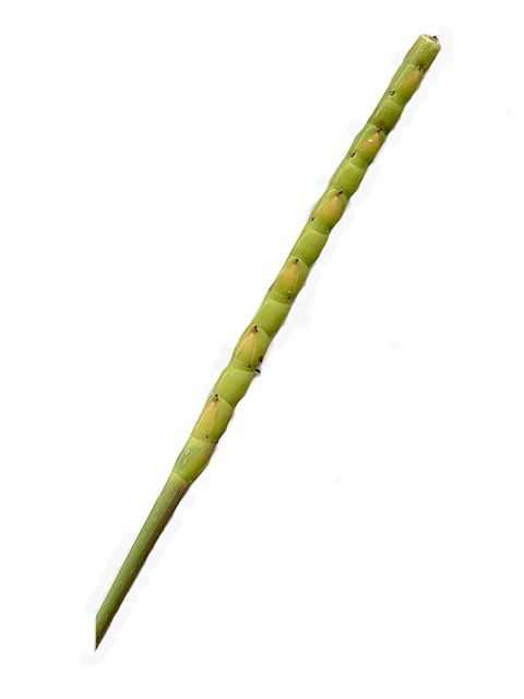 Tripsacum dactyloides (Eastern gamagrass) #90111