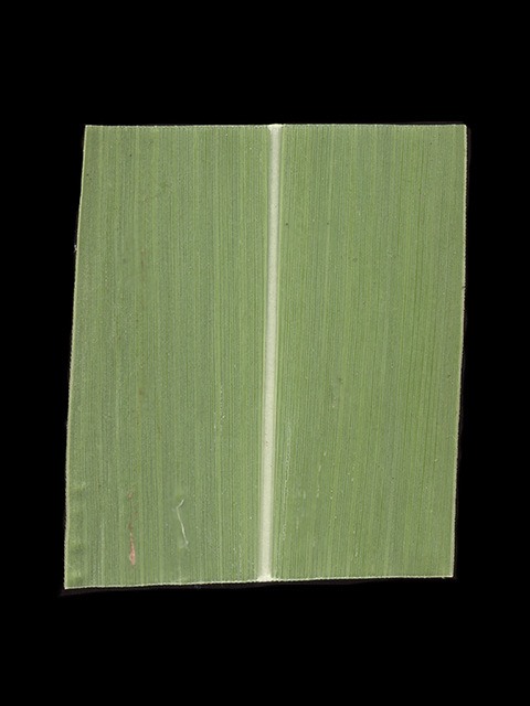 Tripsacum dactyloides (Eastern gamagrass) #90114