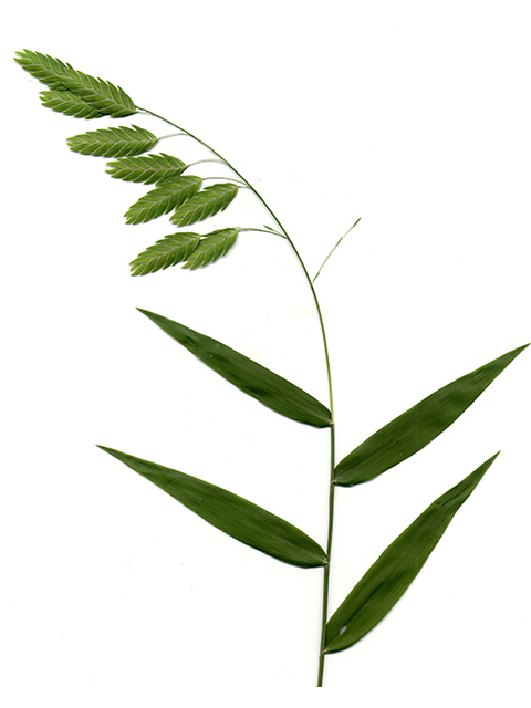 Chasmanthium latifolium (Inland sea oats) #90121