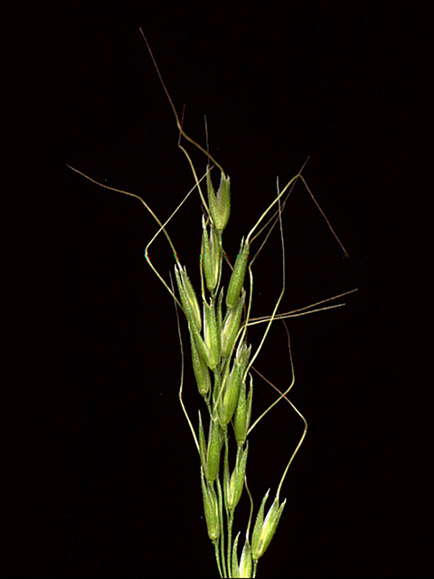 Limnodea arkansana (Ozark grass) #90137