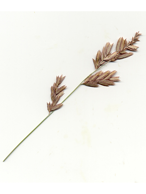 Eragrostis secundiflora (Red lovegrass ) #90143